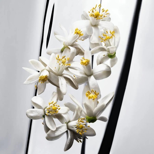 Product Myslf L'Absolu Parfum 40ml base image