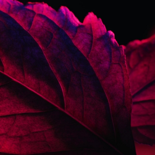 Product La Nuit Trésor Rouge Drama Eau De Parfum Intense 30ml base image