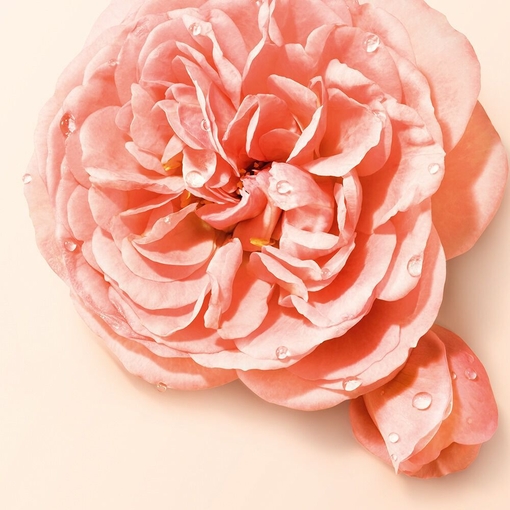 Product Sì Nude Bloom Eau De Parfum 50ml base image