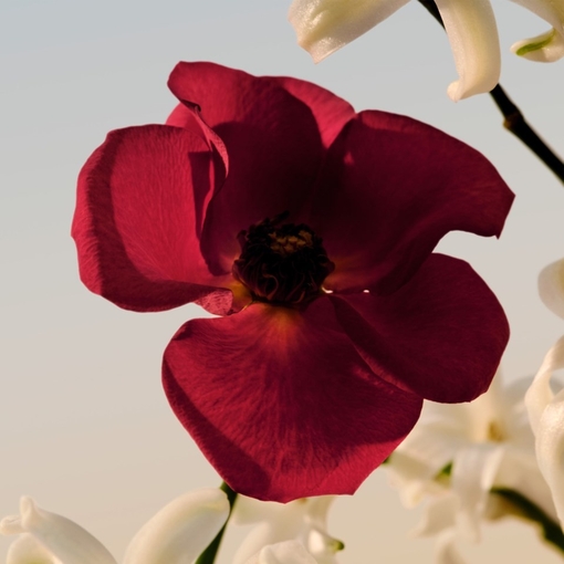 Product Chloé Le Parfum - Refillable 30ml base image