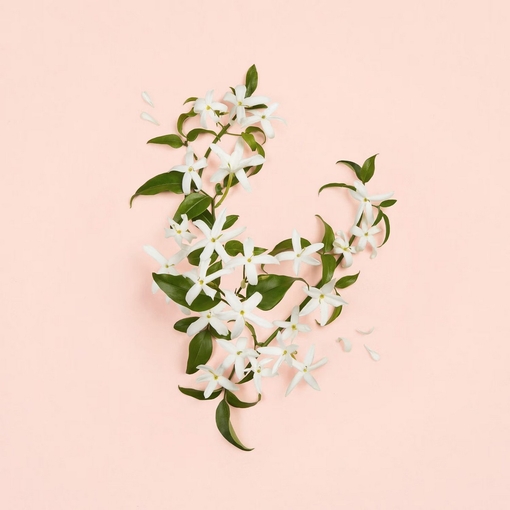 Product Bloom Ambrosia D' Oro Eau De Parfum 30ml base image