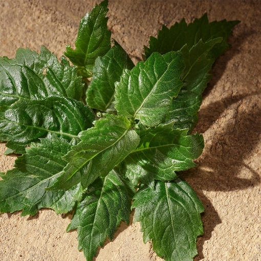 Product Devotion Pour Homme Eau De Parfum 50ml base image