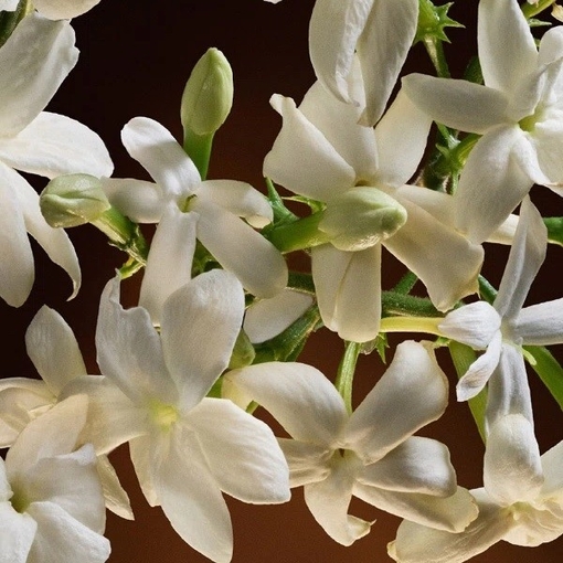 Product The One Eau De Parfum Intense 30ml base image