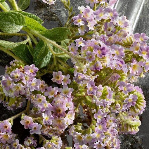 Product Q by Dolce & Gabbana Eau De Parfum Intense 100ml base image