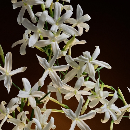 Product The One Gold Eau De Parfum Intense 75ml base image