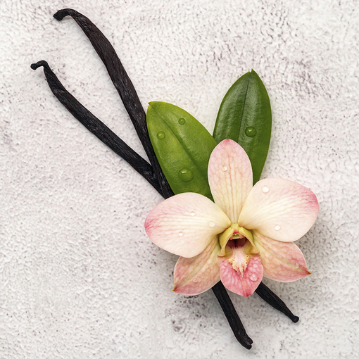 Product Frozen Set base image