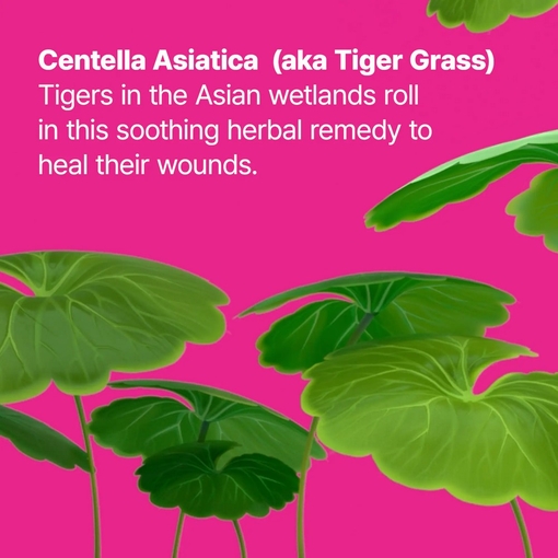 Product Cicapair™ Tiger Grass Camo Drops SPF35 30ml base image