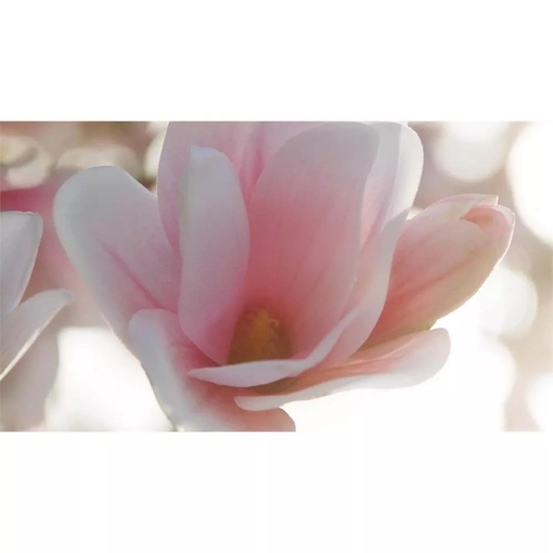 Product Beautiful Magnolia Eau de Parfum 100ml base image