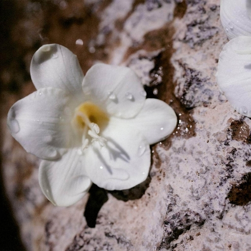 Product Nomade Eau De Parfum 75ml base image